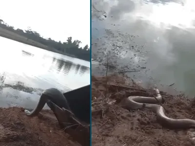 Vídeo flagra resgate de sucuri de 4 metros em represa de Votuporanga