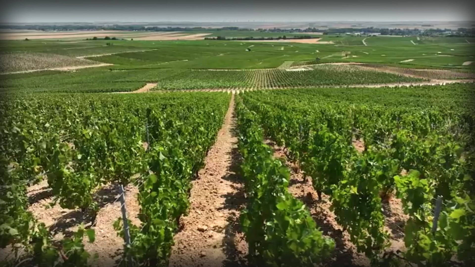 Calor antecipa colheita da uva e altera produção de champanhe na França - QTU Questões do Universo