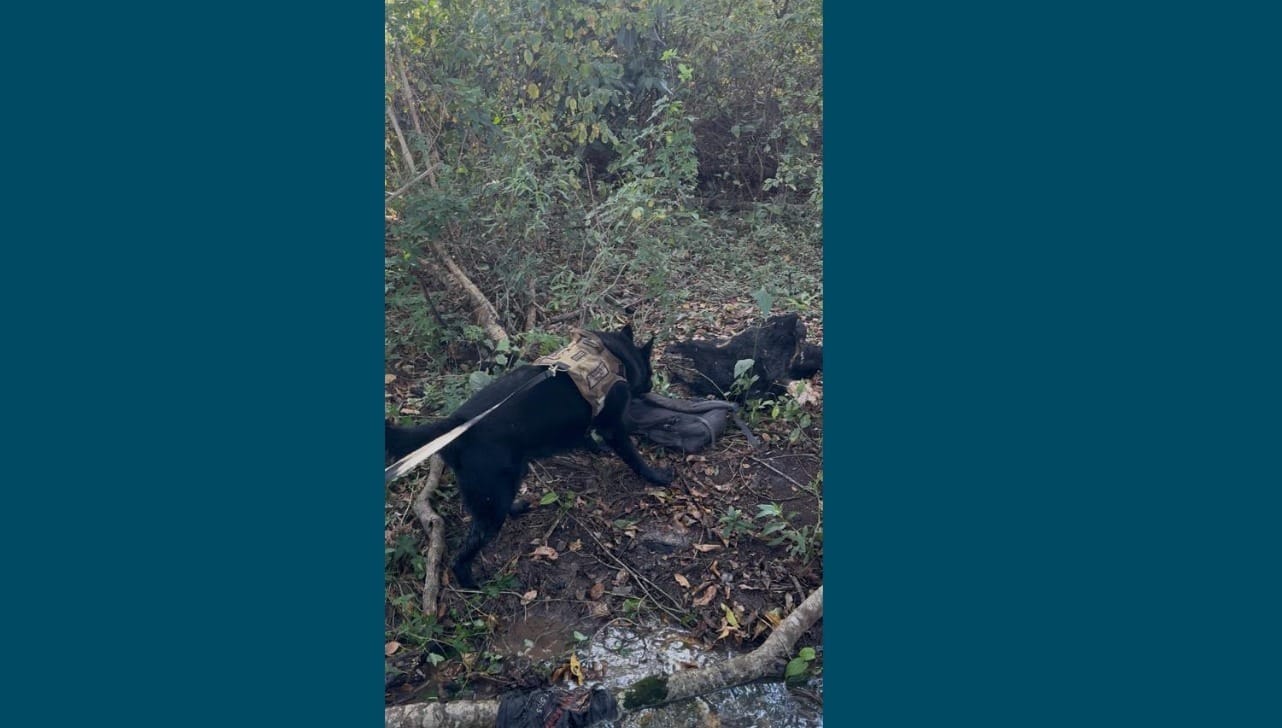 Cão farejador encontra corpo de adolescente desaparecido em Votuporanga