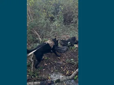 Cão farejador encontra corpo de adolescente desaparecido em Votuporanga