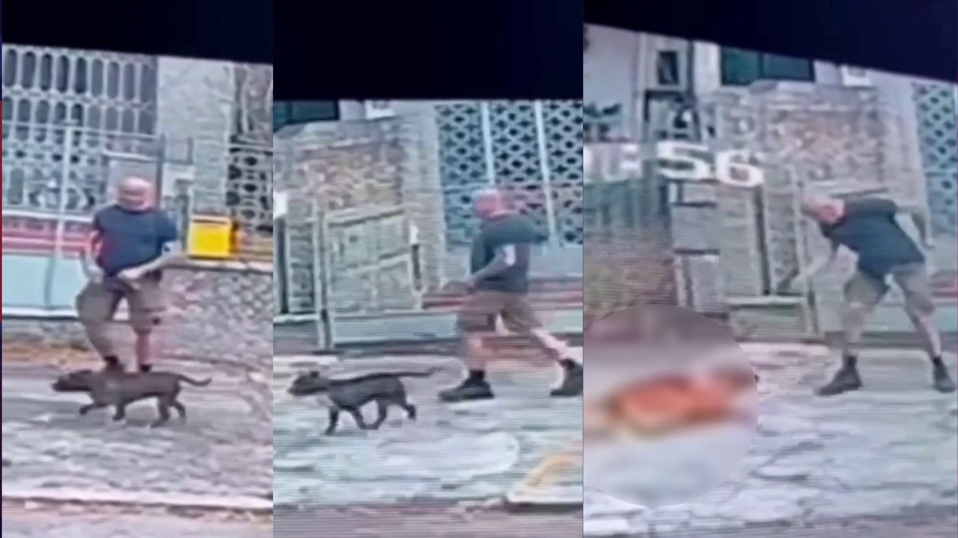 Homem mata cachorro a tiros na Tijuca; viralata era conhecido como "Batata" - QTU Questões do Universo