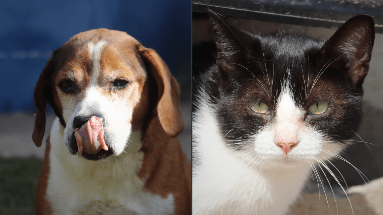 Animais resgatados aguardam uma nova família — Divulgação