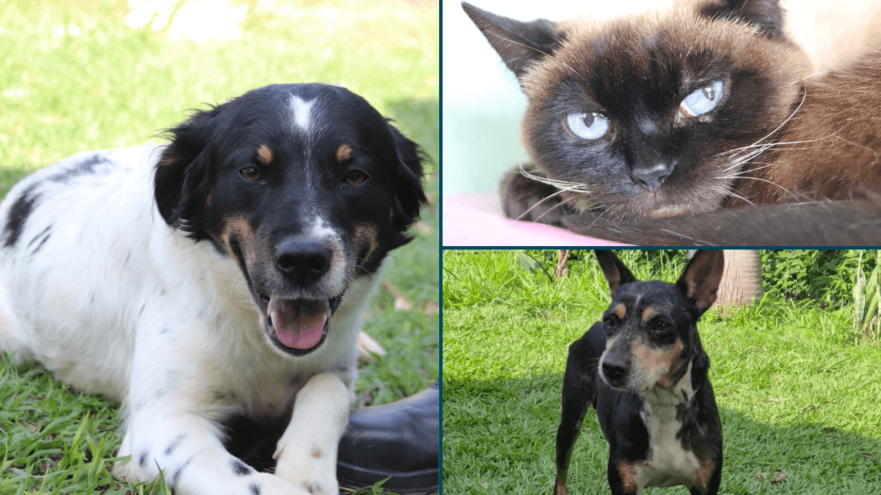 Animais vivem atualmente no Canil Municipal de Sorocaba — Divulgação