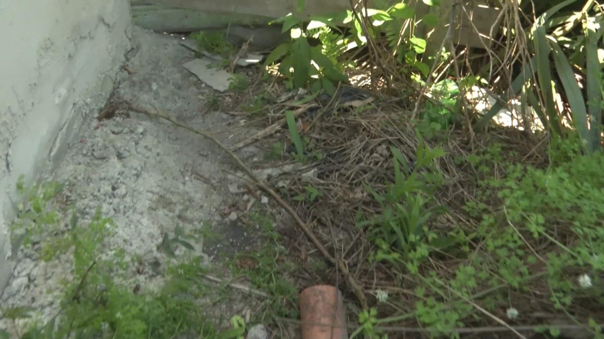 Bebê é abandonada em terreno no Paraná; mãe de 16 anos alega estupro - QTU Questões do Universo