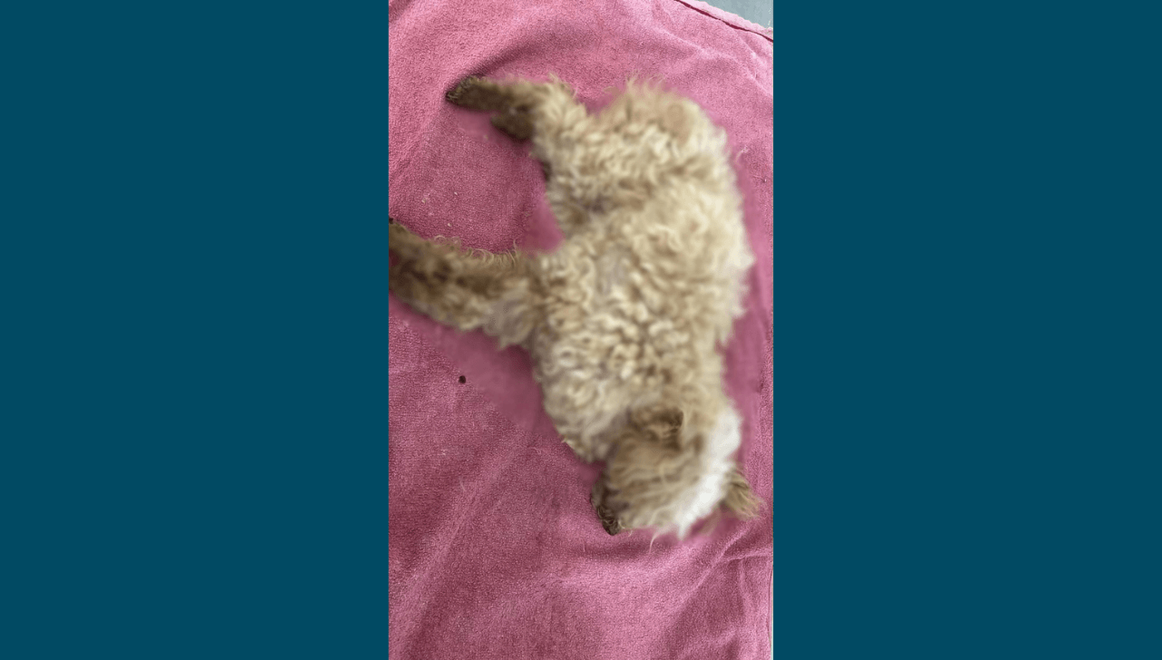 Cachorro vítima de maus-tratos morre e responsável é preso em Capivari - QTU Questões do Universo