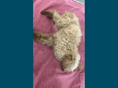 Cachorro vítima de maus-tratos morre e responsável é preso em Capivari