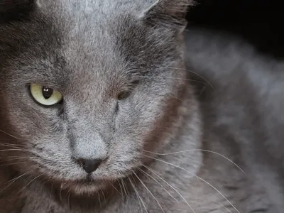 Cães e gatos vítimas de maus-tratos aguardam novo lar em Sorocaba