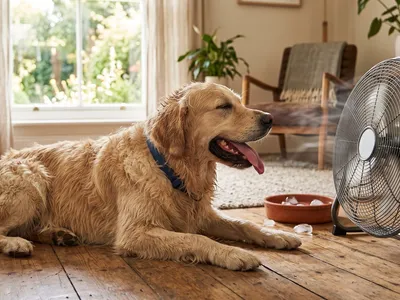 Japoneses criam roupa com ventiladores para proteger cães do calor extremo