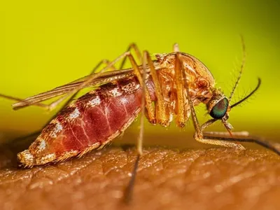 São Paulo confirma dois primeiros casos humanos de Febre do Nilo Ocidental