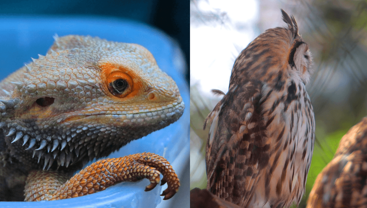 Aves de rapina e reptéis serão atrações do Bosque Interativo neste sábado