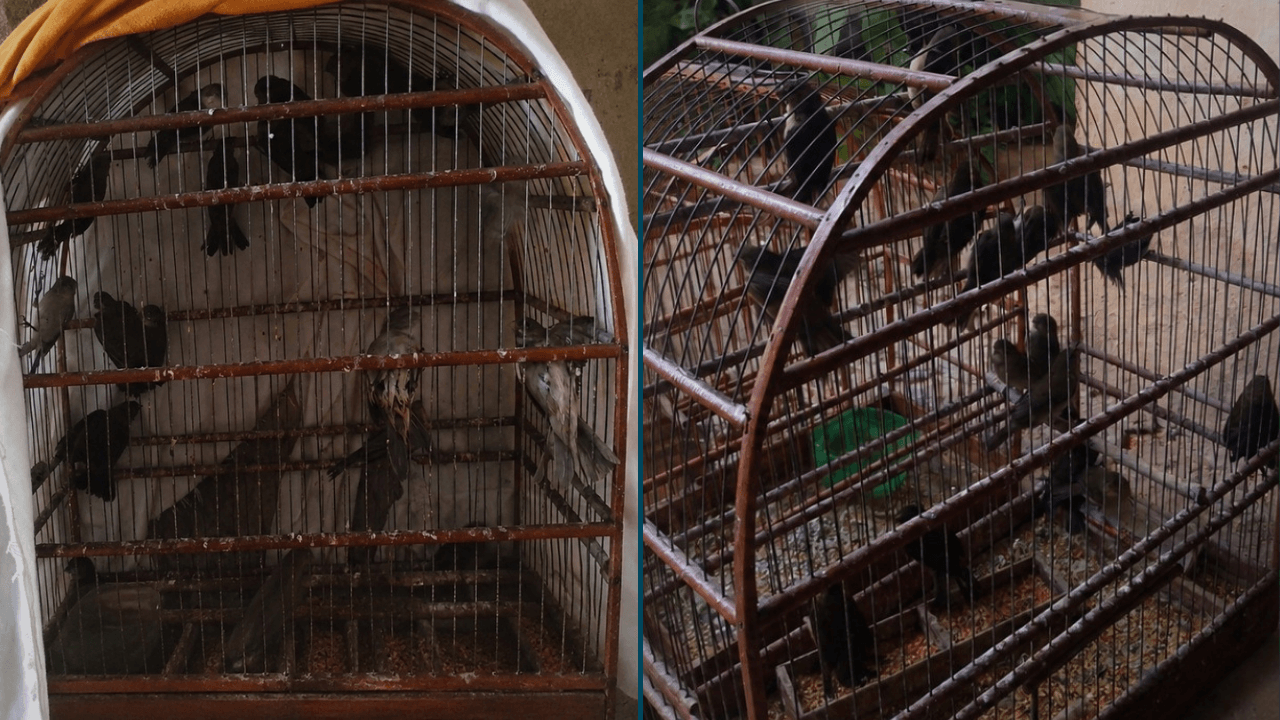 Sorocaba: polícia apreende 30 aves silvestres e aplica R$ 15 mil em multas