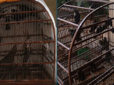 Sorocaba: polícia apreende 30 aves silvestres e aplica R$ 15 mil em multas