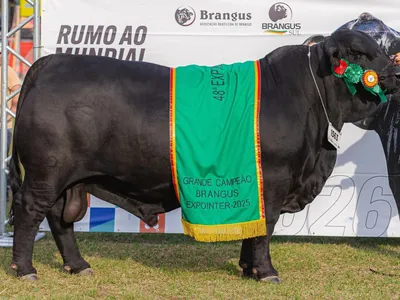 Brangus bate recorde e lidera pavilhão de argola na Expointer