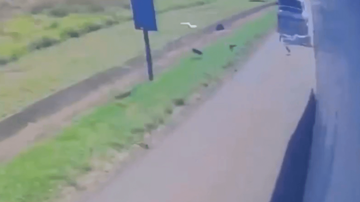 Vídeo: Caminhoneiro se distrai com celular e mata homem em SP - QTU Questões do Universo