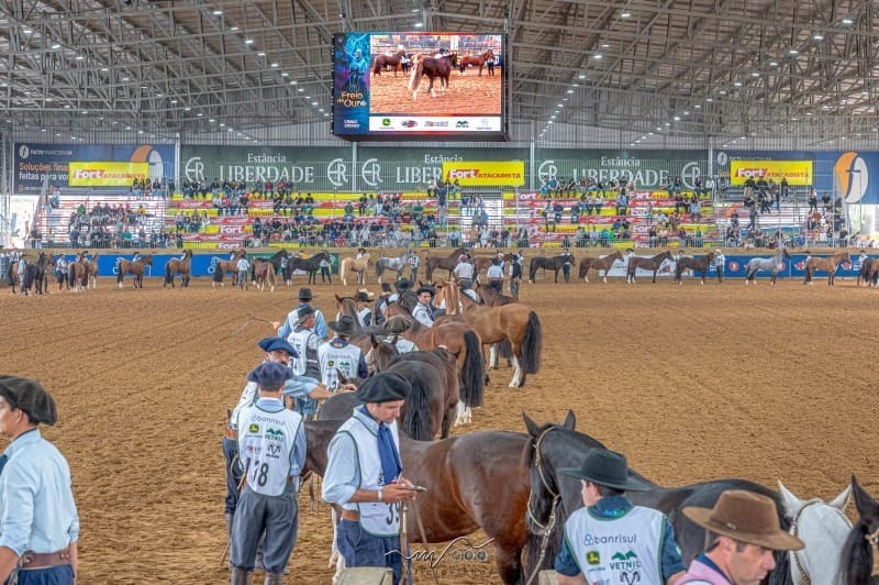 Expointer 2026: morfologia do cavalo Crioulo define campeões em Esteio (RS) - QTU Questões do Universo