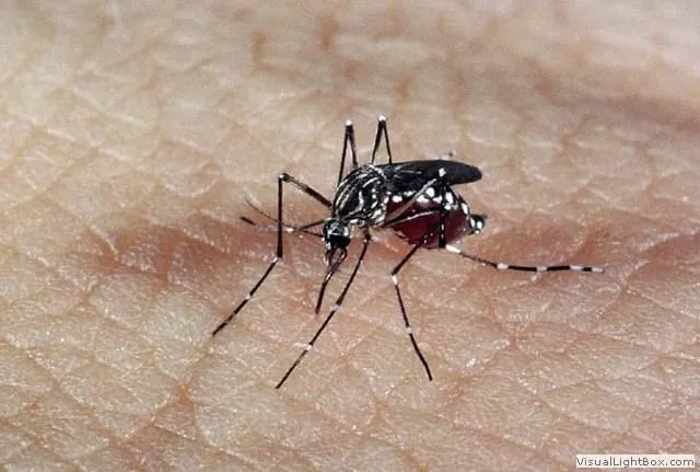 Mosquito Aedes aegypti | Crédito: Instituto Oswaldo Cruz