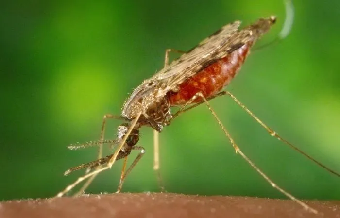 Mosquito Anopheles | Crédito: cdc.gov