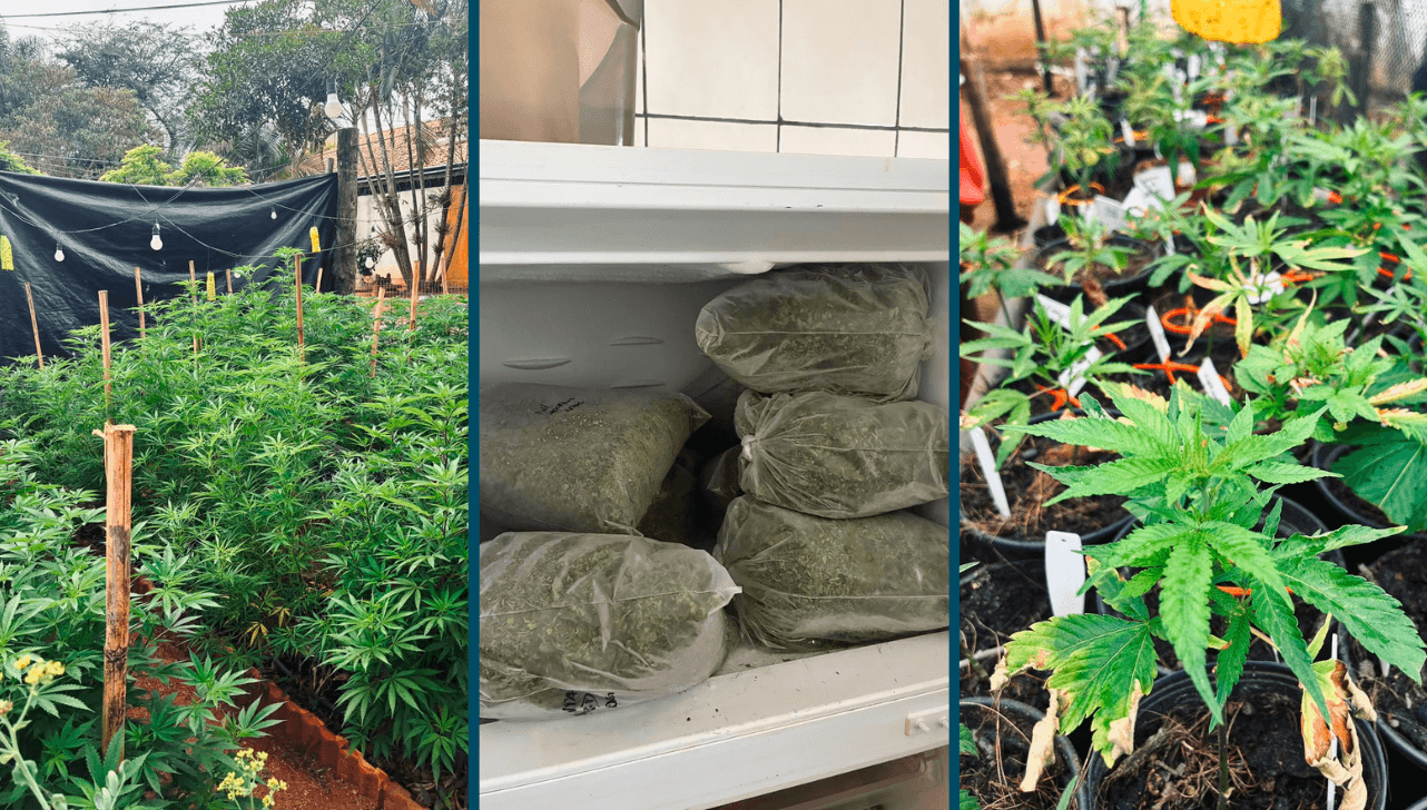 PM apreende 571 pés de maconha em laboratório clandestino em Itupeva