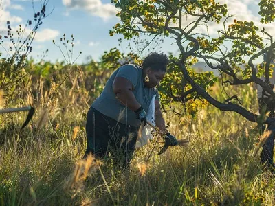 ONU reconhece projeto da Embrapa como referência mundial de restauração