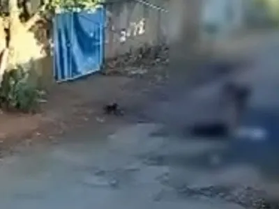Homem é preso suspeito de agredir cachorro com madeira em Rio Preto