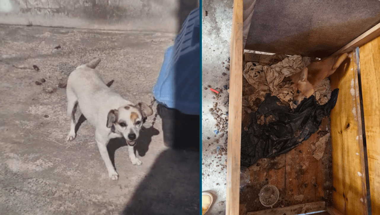 Mulher é presa por maus-tratos a dois cães em Campinas