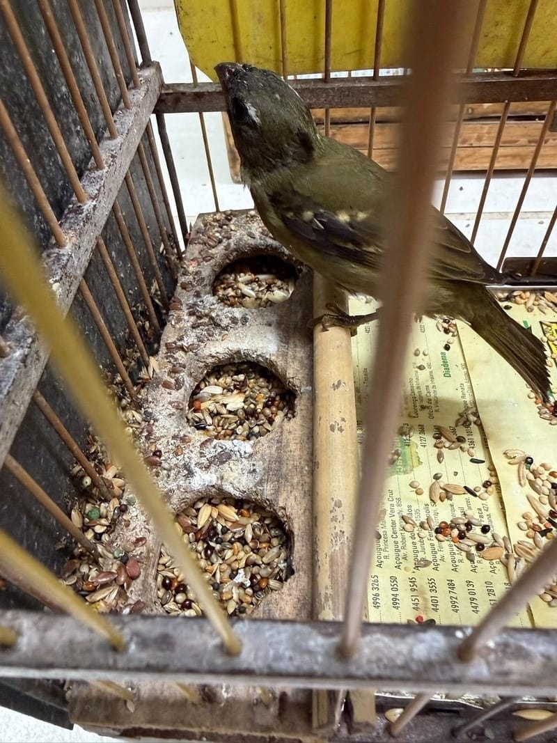 Operação em SP apreende 205 aves silvestres e aplica R$ 566 mil em multas - QTU Questões do Universo