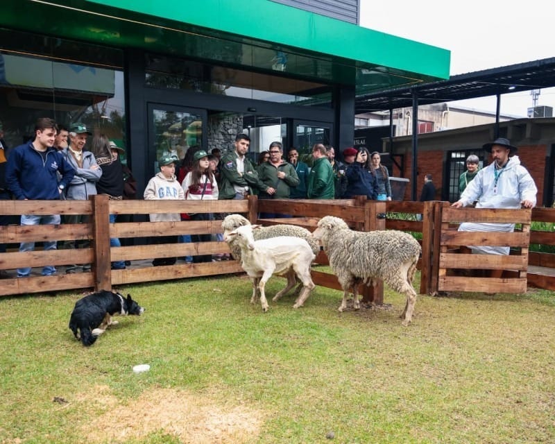 Cães da raça Border Collie dão show de esperteza e pastoreio na Expointer - QTU Questões do Universo