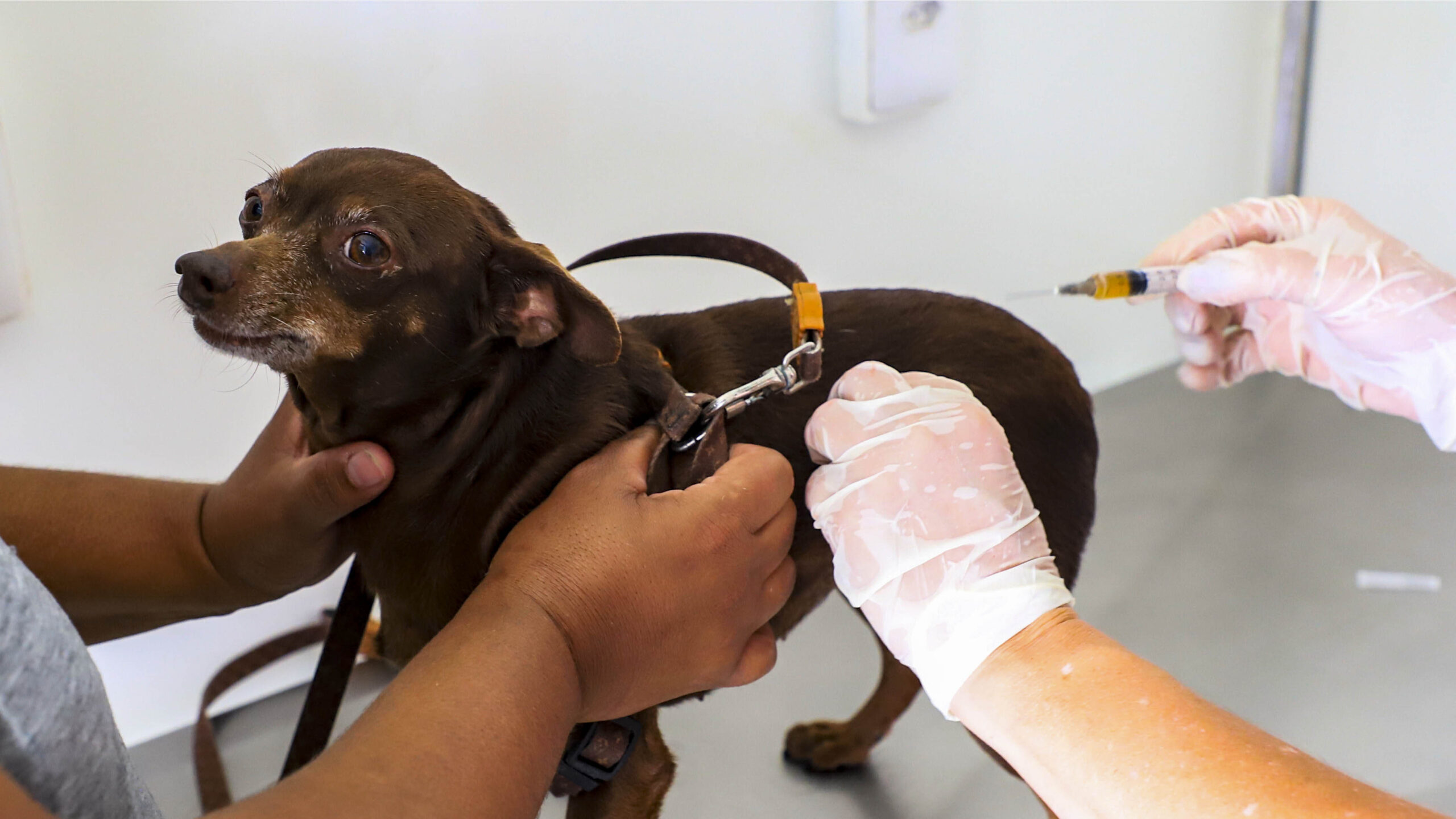 Curitiba tem vacinação gratuita de cães e gatos; veja onde levar seu pet