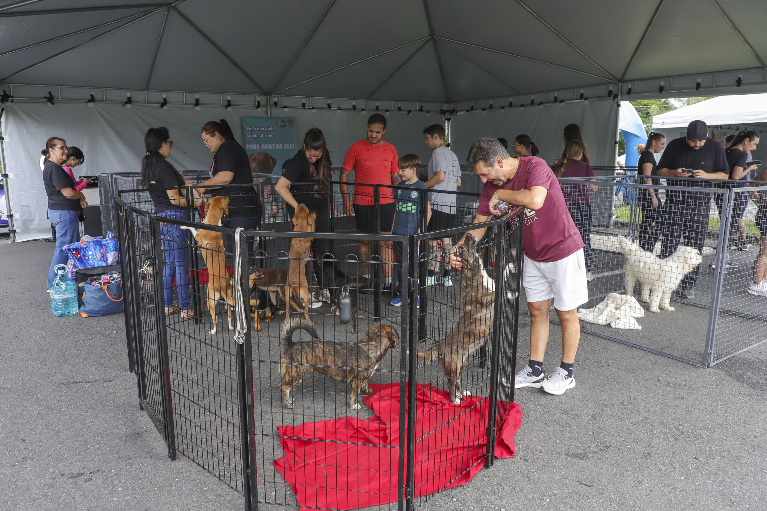 Curitiba terá feira com 50 cães para adoção no Parque Barigui