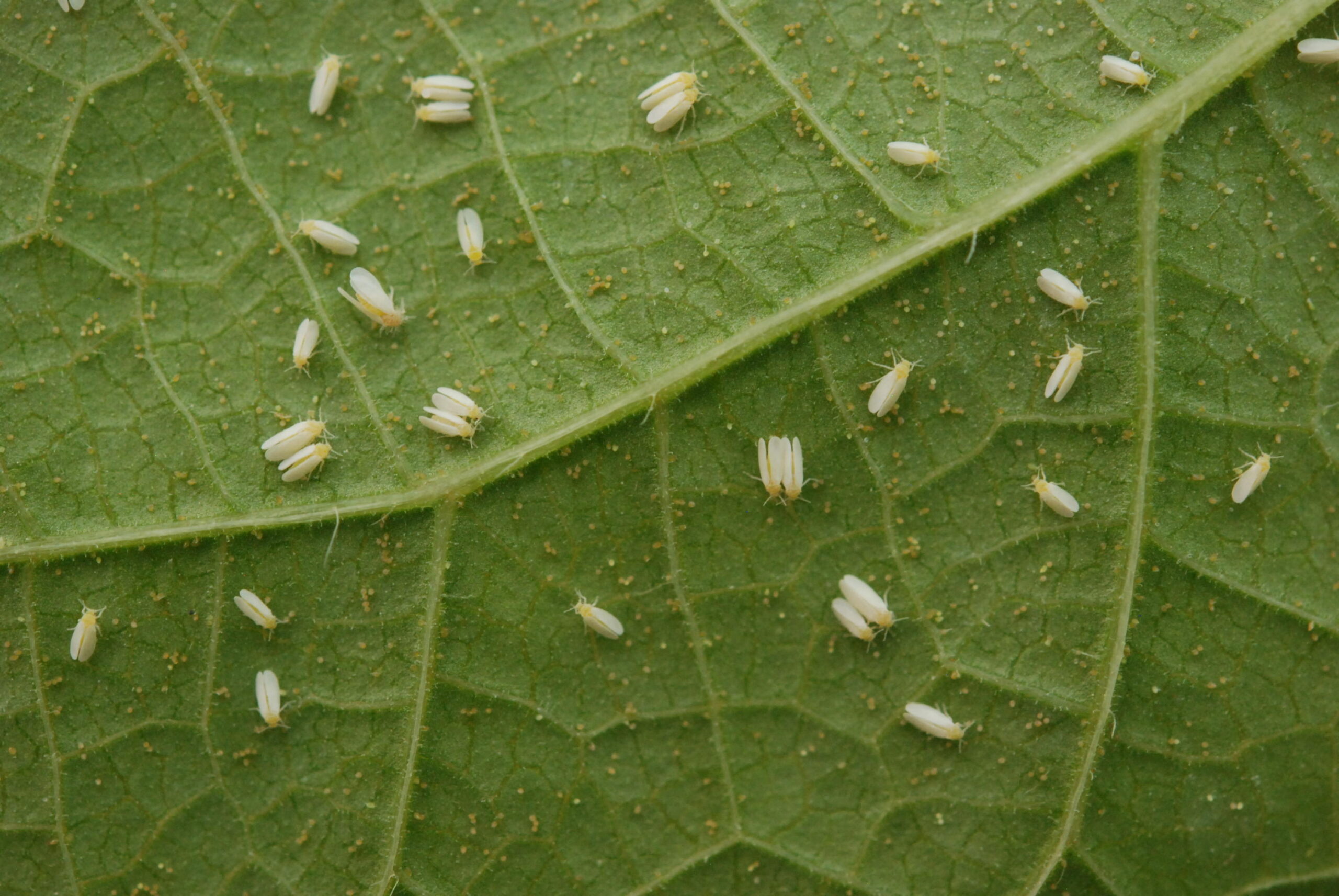 El Niño eleva risco de mosca-branca na soja do Matopiba