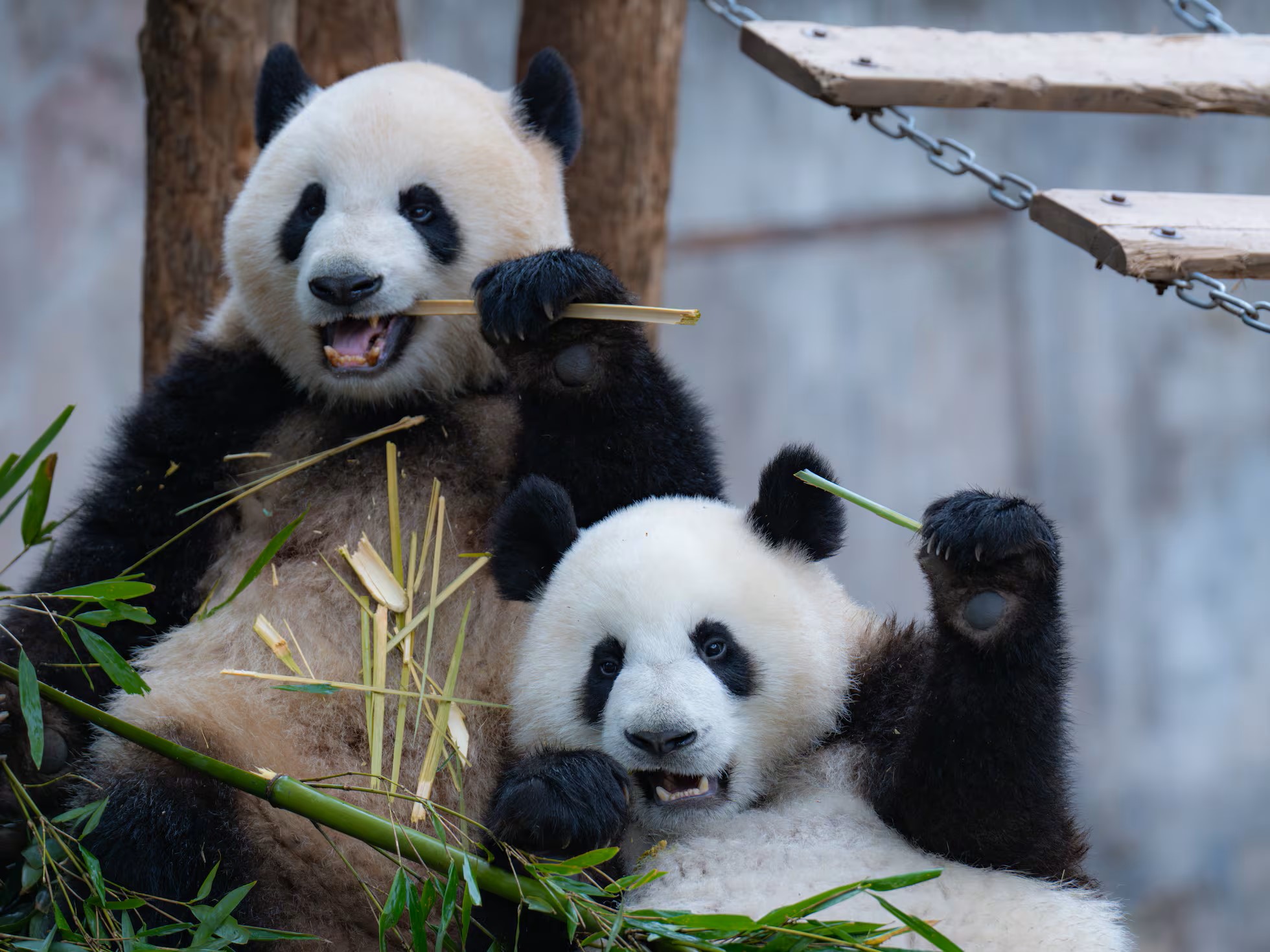 Diplomacia dos pandas: China envia animais aos EUA em gesto estratégico