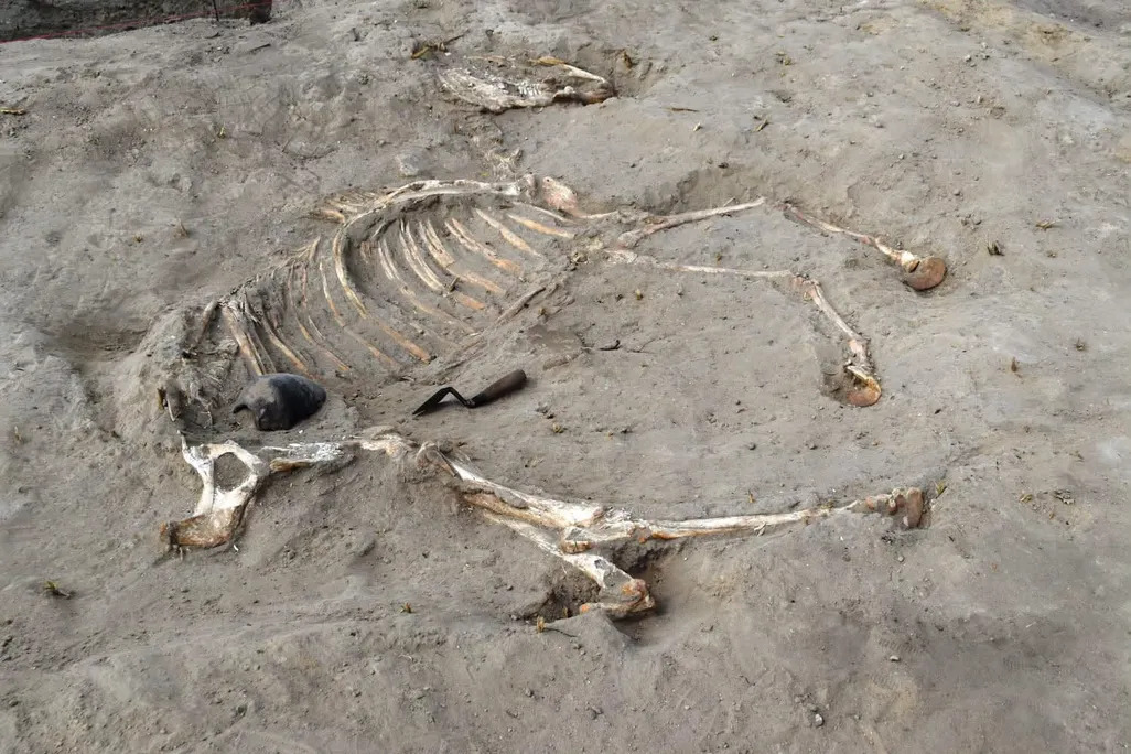 Esqueleto de cavalo de 3 mil anos é descoberto em fortaleza militar no Egito