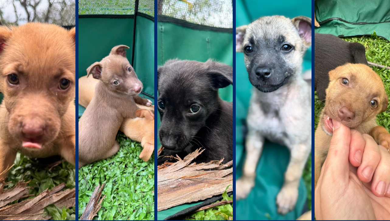 Valinhos promove evento de adoção de animais na Feira do Povo neste sábado