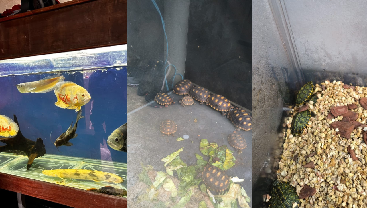 Polícia Civil apreende mais de 20 animais da fauna brasileira em Moriporã