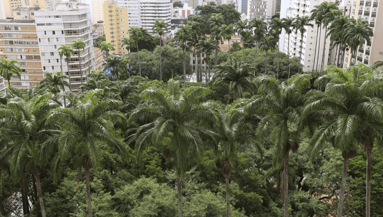 Campinas marca Dia da Árvore com quase 730 mil mudas plantadas