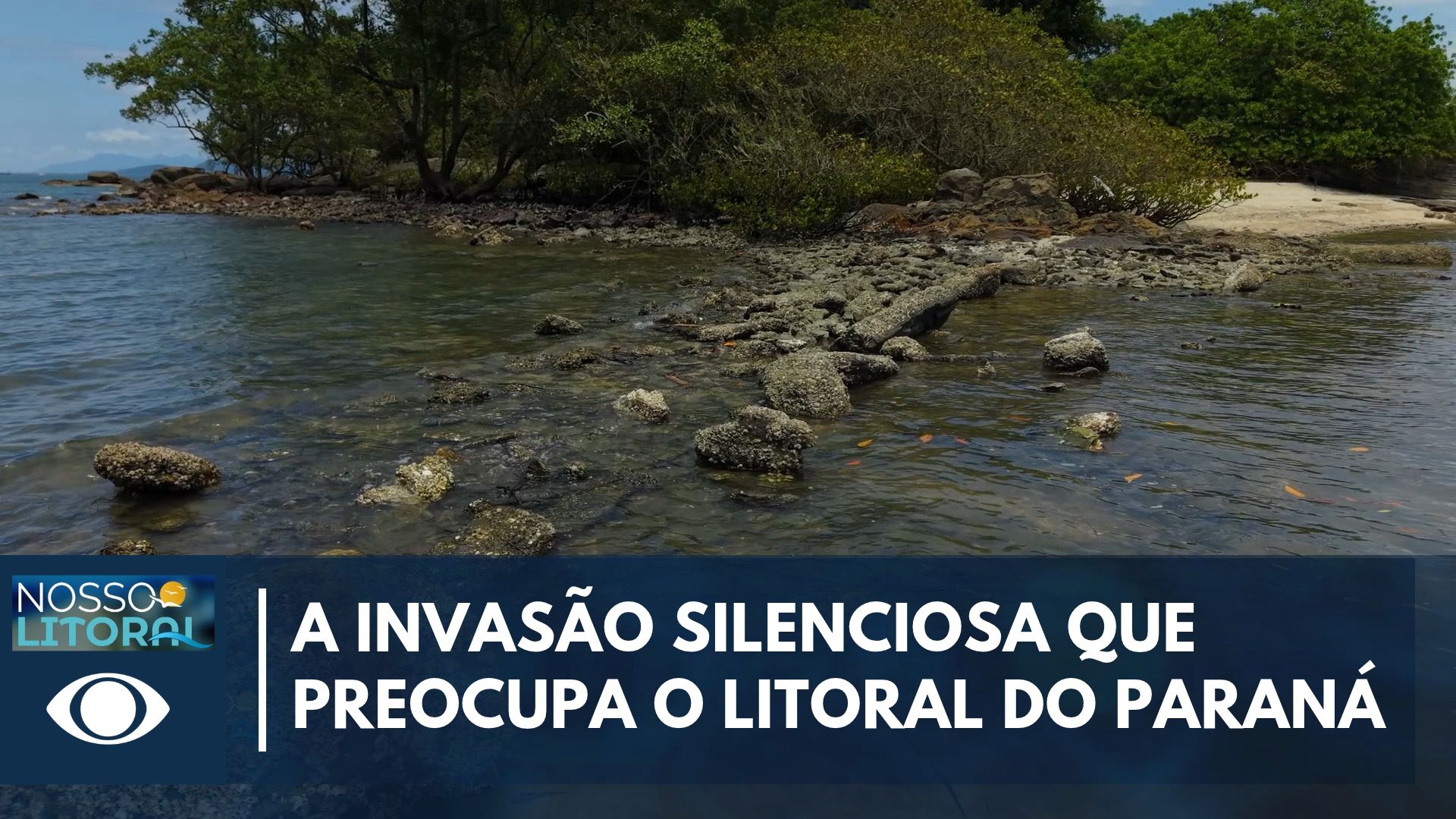 Espécies invasoras avançam no litoral do Paraná e preocupam pesquisadores