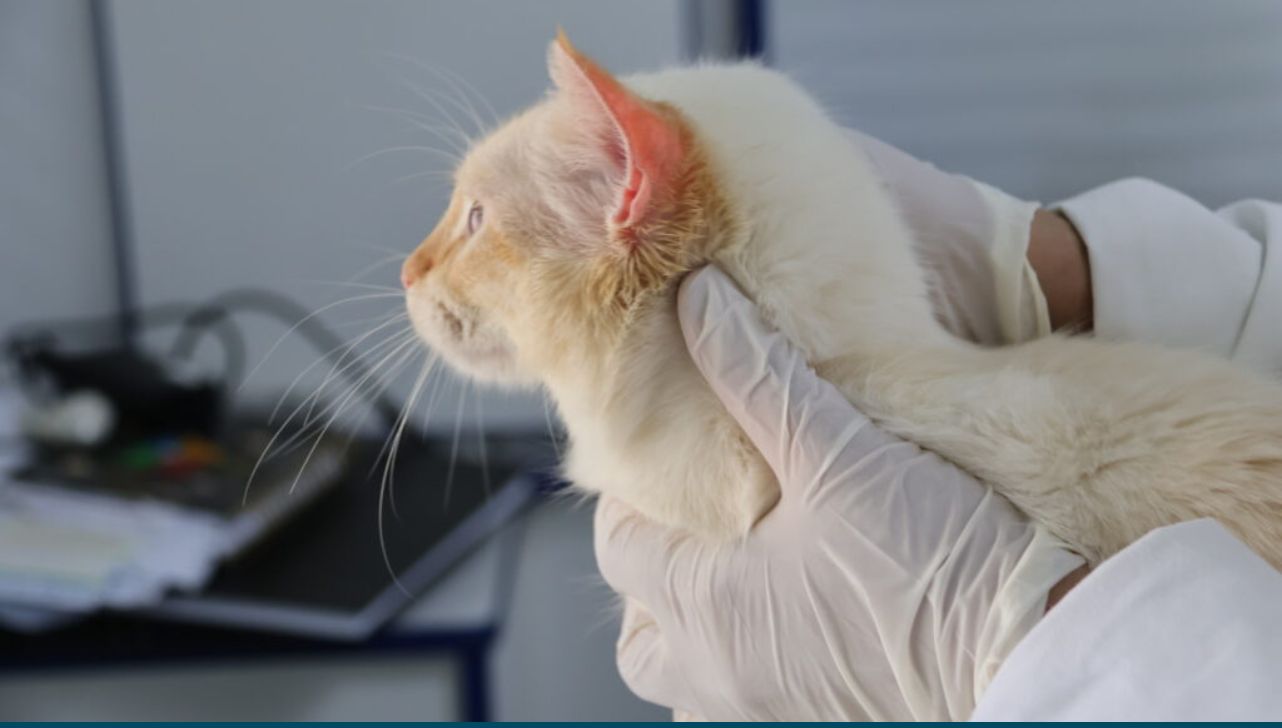 Consultório Veterinário Móvel atende no Recreio dos Sorocabanos