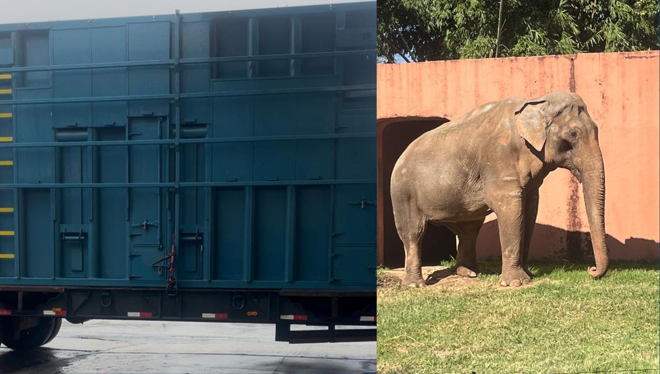 Elefante Sandro: caixa de transporte para santuário chega a Sorocaba