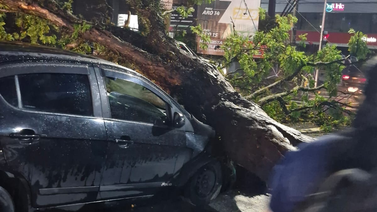 Árvore cai sobre carro e interdita avenida em Jacareí