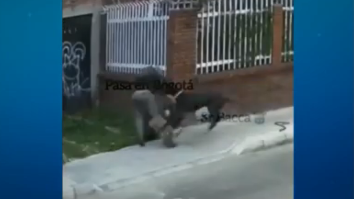 Cachorro reage, protege dono de assalto e espanta criminosos na Colômbia
