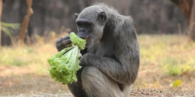 Chimpanzé Serafim é diagnosticado com lesão cerebral após exames no Zoo BH