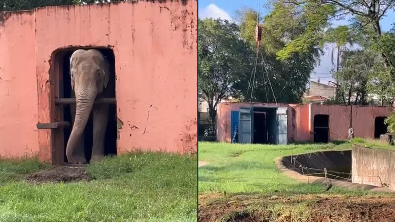 Elefante Sandro deixa Zoológico de Sorocaba rumo a santuário nesta quarta