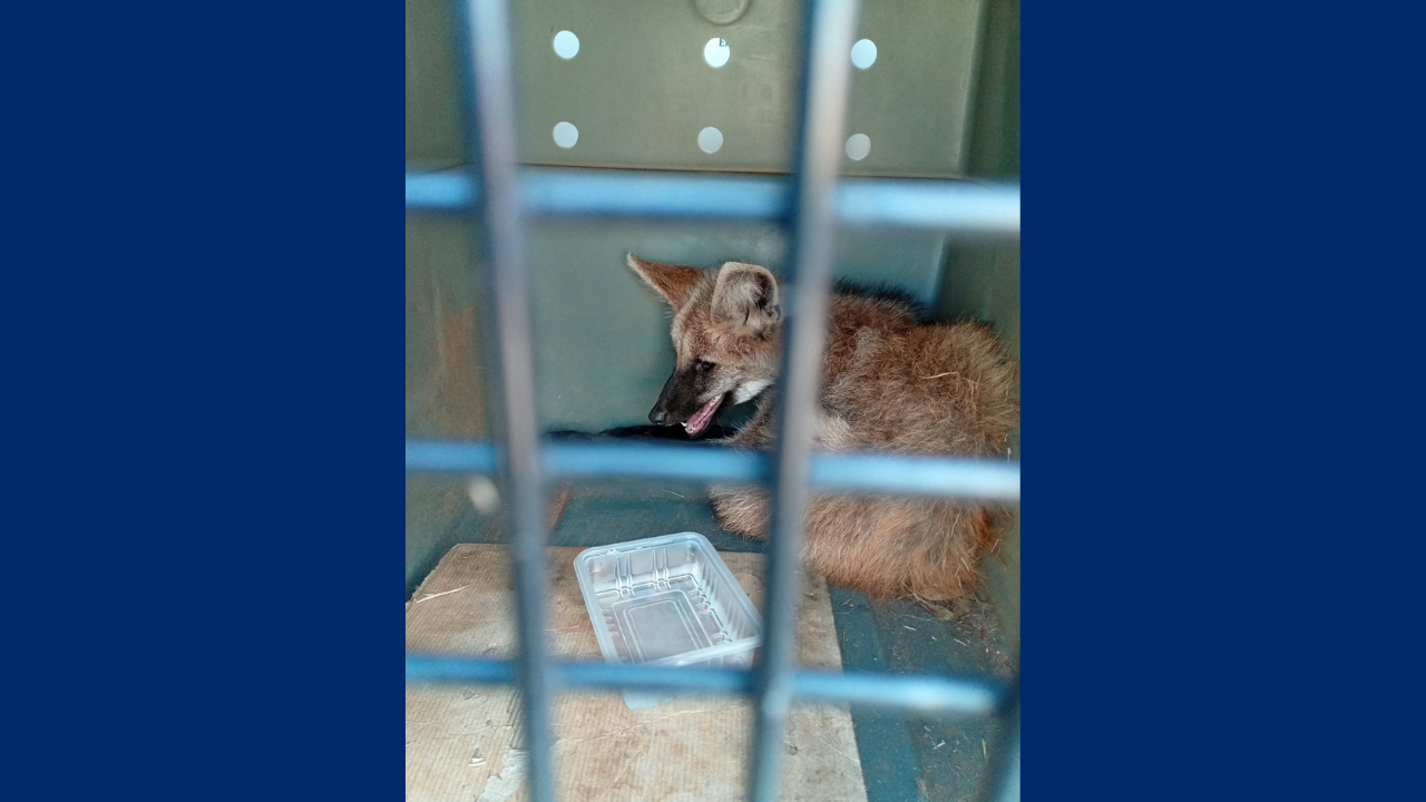 Lobo-guará é resgatado às margens de rodovia em Itapetininga