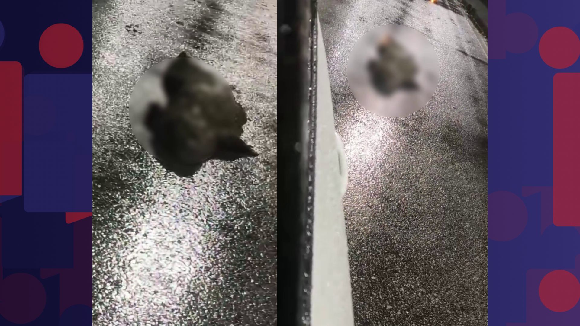 Jacaré morre após ser atropelado na Barra da Tijuca
