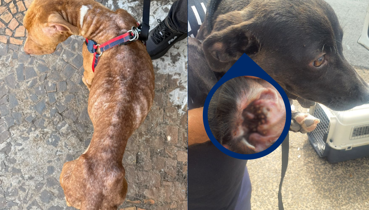 GAMA prende mulher por maus-tratos a dois cães em Americana