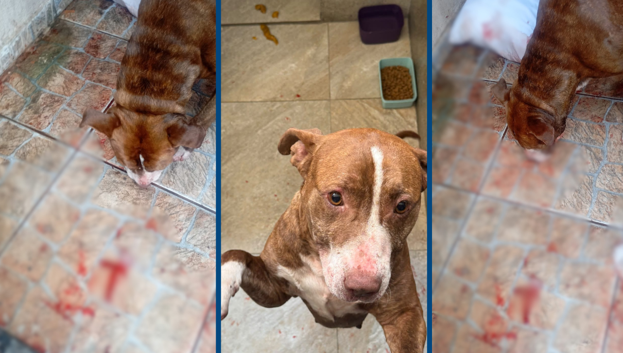 Mulher é presa após chutar cabeça e dar golpes de vassoura em cachorro