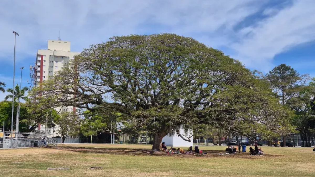 SJC reforça preservação de Jequitibá-Rosa e Samaúma