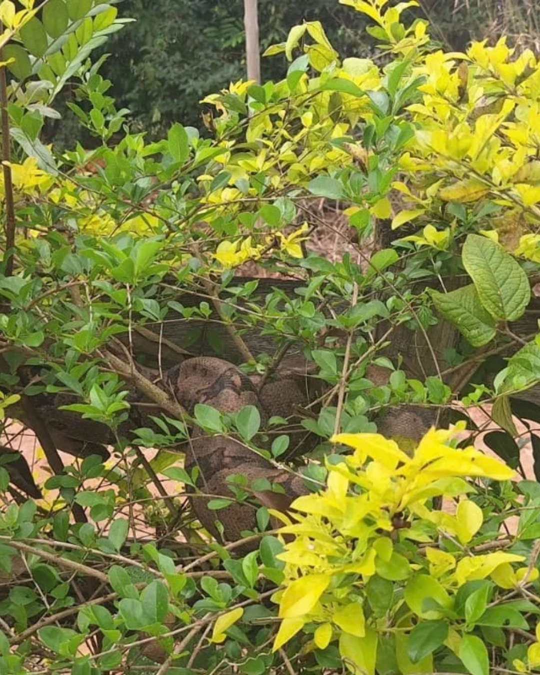 Bombeiros capturam jiboia em cerca viva na zona rural de Córrego Fundo