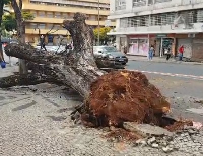 Temporal em BH tem granizo, ventos fortes e árvores derrubadas