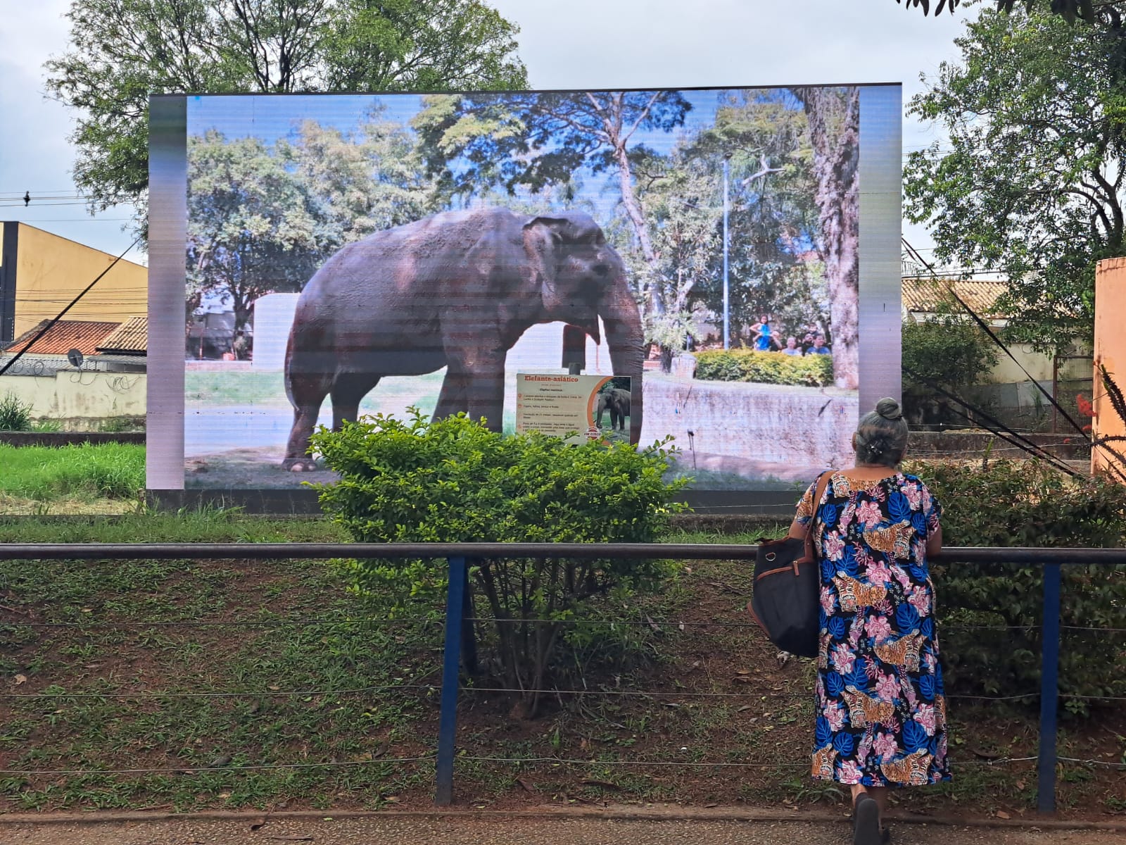 Zoo de Sorocaba homenageia elefante Sandro com painel de LED